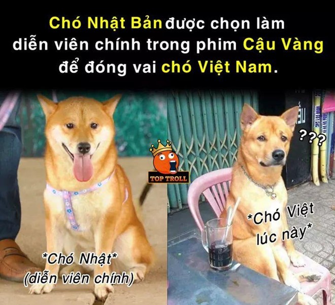 Tranh cãi gay gắt việc chó ngoại quốc vào vai 'Cậu Vàng' của 'Lão Hạc' - ảnh 5