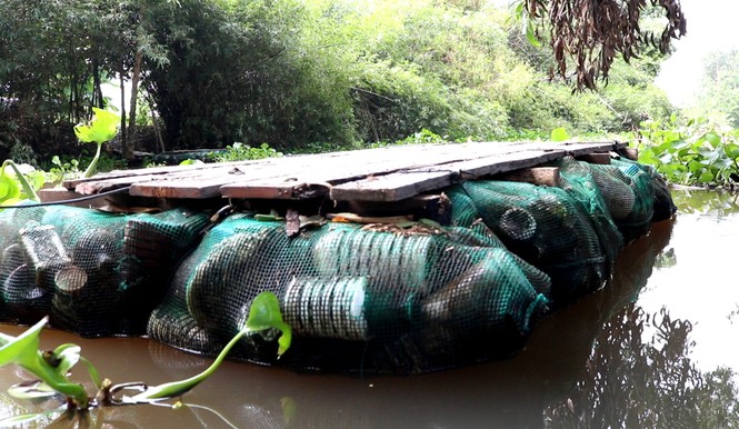 Nông dân sáng kiến thu gom vỏ thuốc bảo vệ thực vật làm bè qua sông - ảnh 9