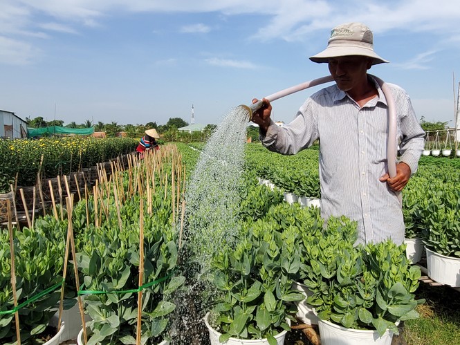 Cần Thơ: Đìu hiu vụ hoa Tết - ảnh 2
