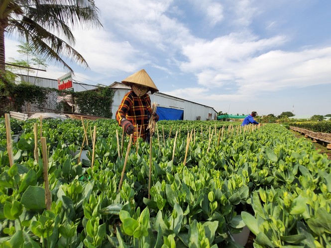 Cần Thơ: Đìu hiu vụ hoa Tết - ảnh 9