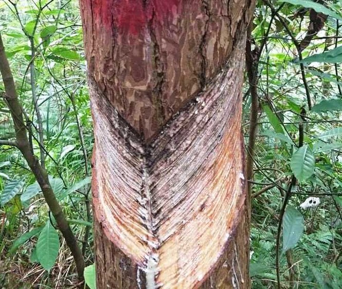 Hàng nghìn cây thông vườn quốc gia Tam Đảo bị cạo vỏ trộm - ảnh 2