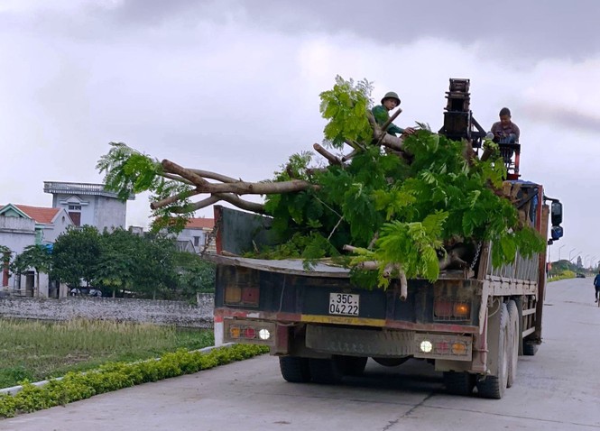 Nhổ toàn bộ cây lâu năm trồng làm khu sinh thái xâm phạm đê sông Đáy ở Ninh Bình - ảnh 2