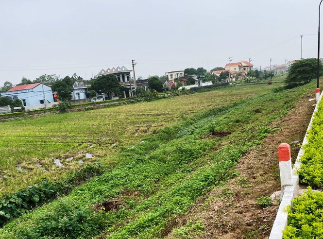 Nhổ toàn bộ cây lâu năm trồng làm khu sinh thái xâm phạm đê sông Đáy ở Ninh Bình - ảnh 1