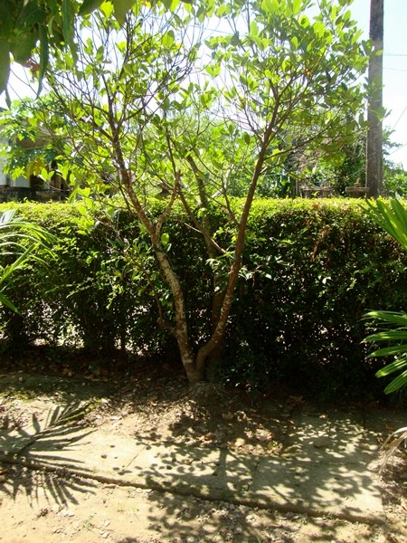 Ông Hàm kể, đây là nơi 102 năm trước, Đại tướng lọt lòng mẹ.Năm ấy là năm Tân Hợi, vào mùa nước lũ, cậu bé Võ Nguyên Giáp đã cất tiếng khóc chào đời trong một cái chòi cao cất tạm dưới gốc cây mít cổ thụ ở chính địa điểm này