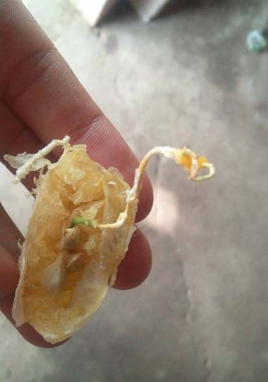Cam để hai tháng vẫn tươi nguyên - ảnh 1