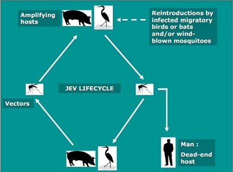 Chim, lợn và muỗi: Nguyên nhân chính gây bệnh viêm não Nhật Bản - ảnh 1
