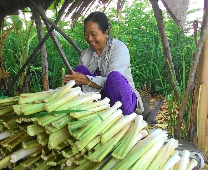 Từ cây gây hại trở thành đặc sản vùng đất Mũi - ảnh 1
