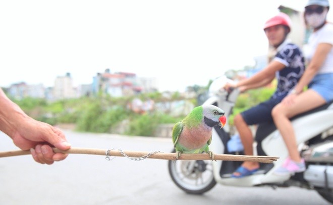 Trào lưu nuôi thú 'lạ' của người Hà Nội - ảnh 9