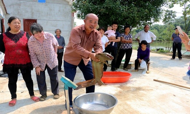 Nông dân bắt được kỳ giông khổng lồ, dài hơn 1m - ảnh 3