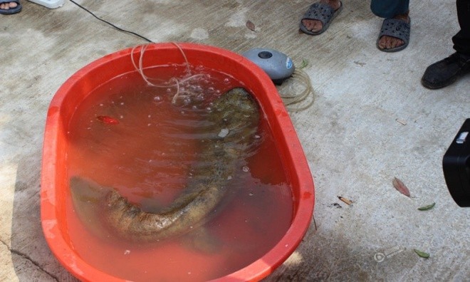 Nông dân bắt được kỳ giông khổng lồ, dài hơn 1m - ảnh 6