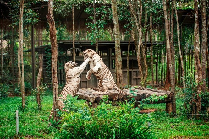 Vinpearl Safari đăng cai tổ chức hội nghị bảo tồn và phúc trạng động vật lớn nhất Đông Nam Á - ảnh 3
