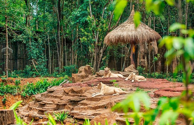 Vinpearl Safari đăng cai tổ chức hội nghị bảo tồn và phúc trạng động vật lớn nhất Đông Nam Á - ảnh 4