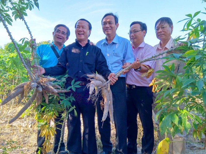 “Xấu dây - tốt củ' - ảnh 1