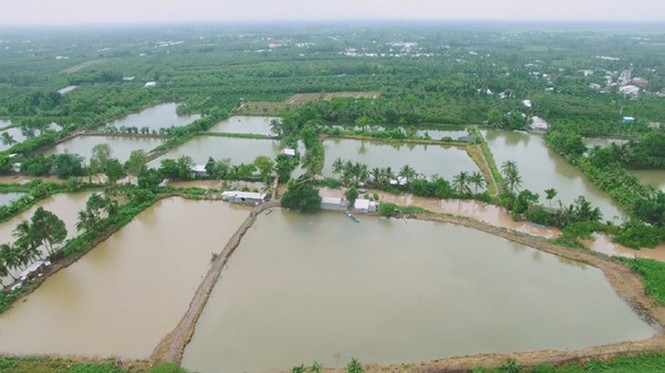 “Xấu dây - tốt củ' - ảnh 2