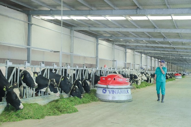 Tết tại ‘resort’ bò sữa Vinamilk có gì đặc biệt? - ảnh 2
