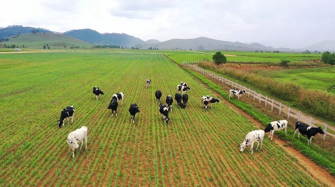 Vinamilk chinh phục top 50 công ty niêm yết tốt nhất Việt Nam - ảnh 2