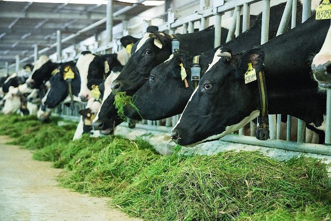 Vinamilk chinh phục top 50 công ty niêm yết tốt nhất Việt Nam - ảnh 4