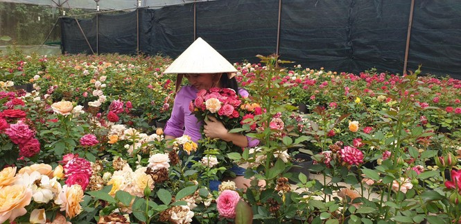 Nữ doanh nhân “thanh lý” nông sản ế lên chợ mạng giờ ra sao? - ảnh 1