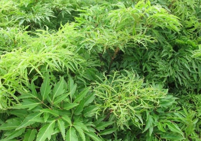 Công nghệ viên nén dạng cao An đường huyết Lakoo- giải quyết nỗi lo tiểu đường mãn tính! - ảnh 2