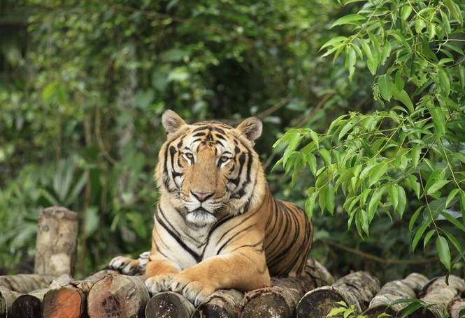 Những 'bảo mẫu' thầm lặng tại Vinpearl Safari - ảnh 2