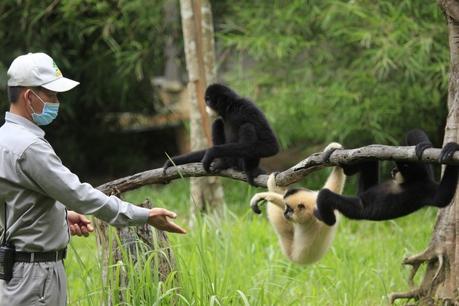 Những 'bảo mẫu' thầm lặng tại Vinpearl Safari - ảnh 4