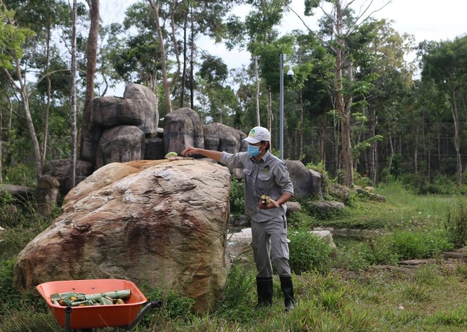 Những 'bảo mẫu' thầm lặng tại Vinpearl Safari - ảnh 6