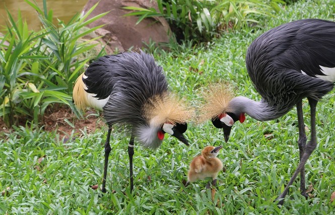 Những 'bảo mẫu' thầm lặng tại Vinpearl Safari - ảnh 7