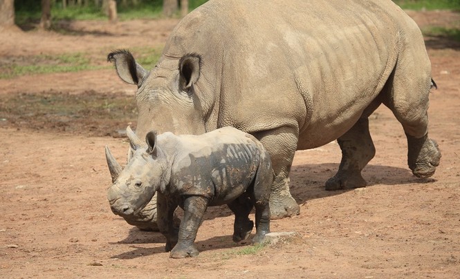 Những 'bảo mẫu' thầm lặng tại Vinpearl Safari - ảnh 9