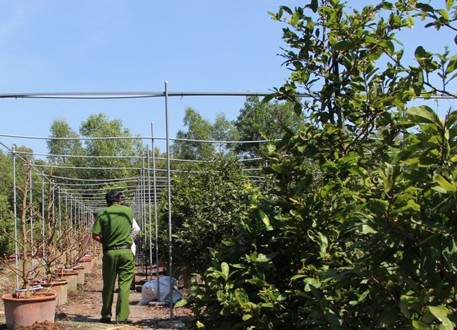 Hơn 220 gốc mai chưa kịp bán tết đã bị kẻ gian chặt phá, chủ vườn ‘khóc ròng’ - ảnh 4