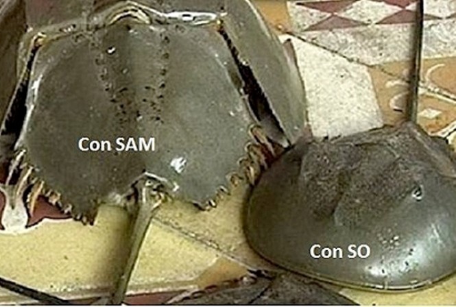 7 người thương vong nghi do ăn sam biển Vũng Tàu - ảnh 1