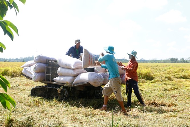 Doanh nghiệp lúa gạo thiếu trầm trọng nguồn nhân lực chất lượng và vốn - ảnh 2