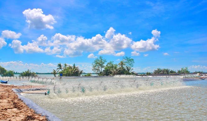 Ngành tôm và cơ hội ‘bứt phá’ sau đại dịch - ảnh 1