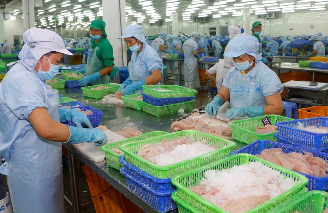 Giá cá tra tăng trở lại sau thời gian dài giảm sâu - ảnh 2
