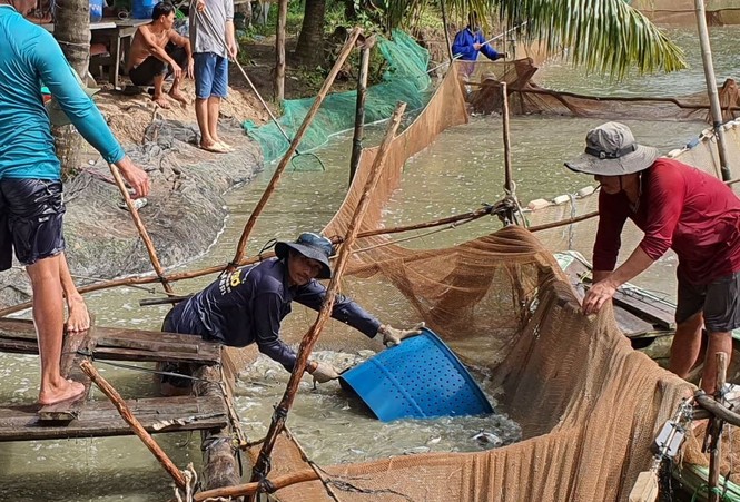 Giá cá tra tăng trở lại sau thời gian dài giảm sâu - ảnh 1