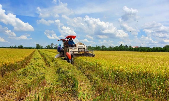 Giá lúa tốt, xuất khẩu gạo khả quan - ảnh 1