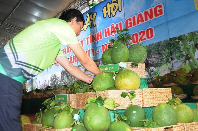 Chạy Marathon, trồng cây xanh ‘chống biến đổi khí hậu’ - ảnh 11