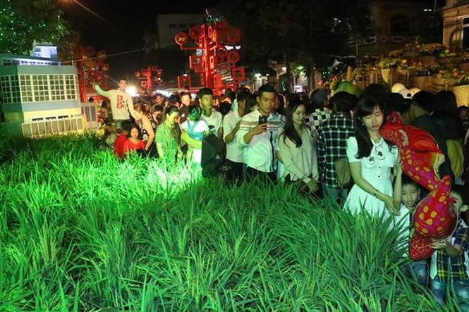 Hàng chục nghìn người thưởng ngoạn đường hoa Cần Thơ - ảnh 5