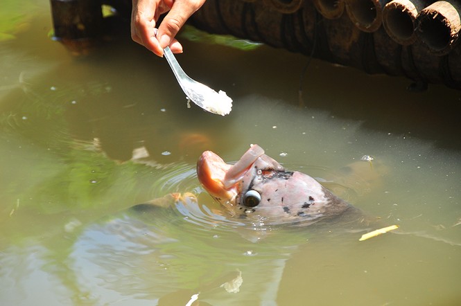 Độc đáo đàn cá