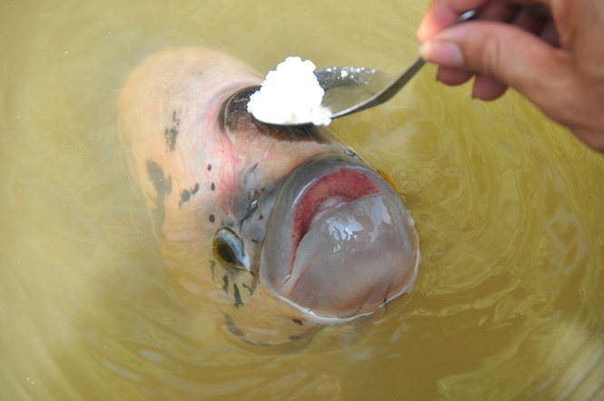 Độc đáo đàn cá
