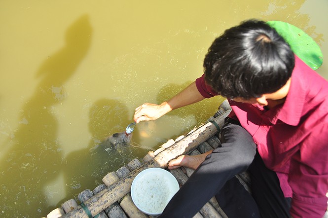 Độc đáo đàn cá