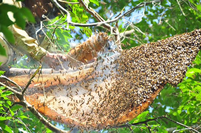 Liều mình trèo lên cây bắt ong bất chấp hiểm nguy - ảnh 4
