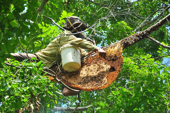 Liều mình trèo lên cây bắt ong bất chấp hiểm nguy - ảnh 7