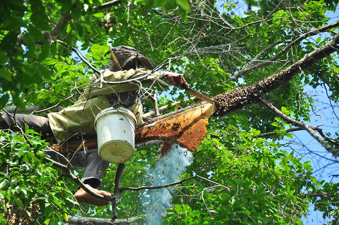 Liều mình trèo lên cây bắt ong bất chấp hiểm nguy - ảnh 9