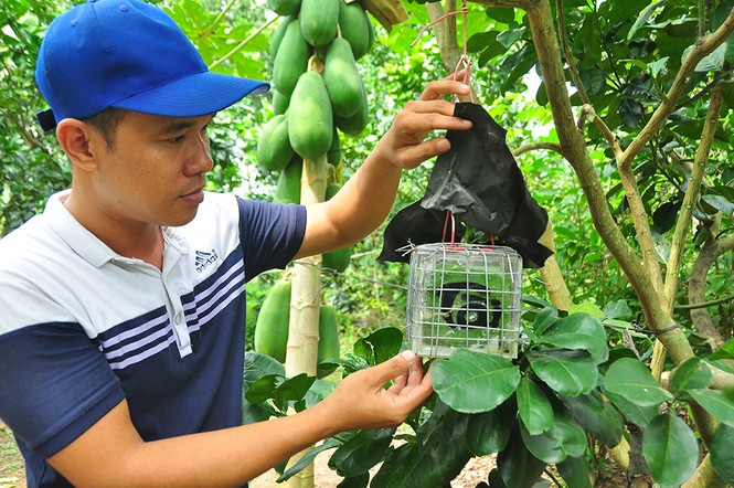 Trái cây độc, lạ rục rịch vào tết - ảnh 1