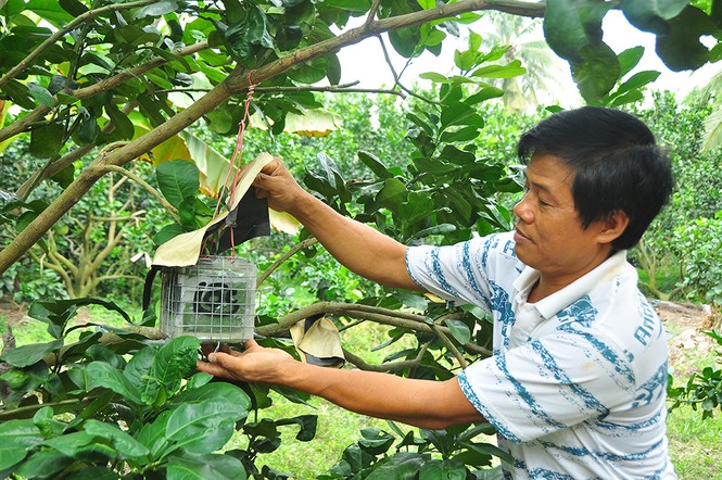 Trái cây độc, lạ rục rịch vào tết - ảnh 2