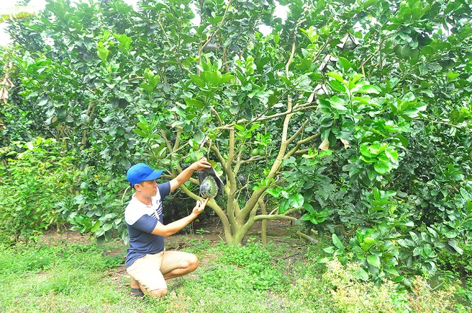 Trái cây độc, lạ rục rịch vào tết - ảnh 4
