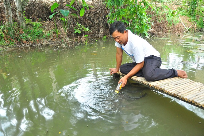Độc đáo với đàn cá lóc... bú bình sữa ở miền Tây - ảnh 5