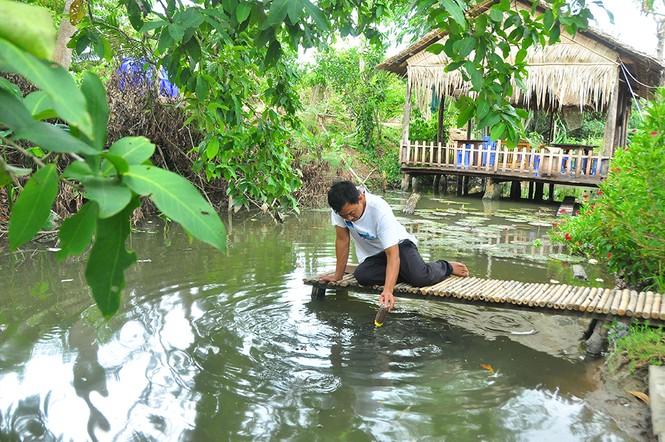 Độc đáo với đàn cá lóc... bú bình sữa ở miền Tây - ảnh 3