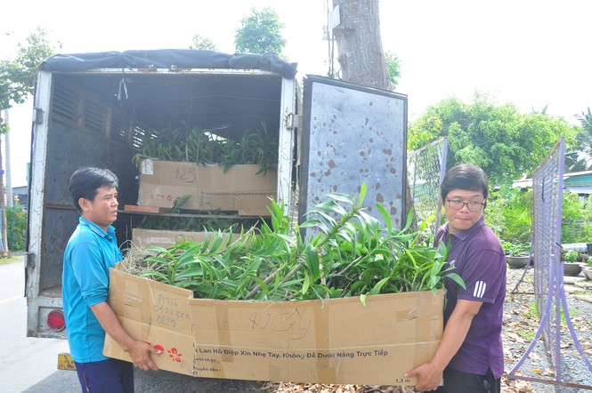 Thủ phủ hoa lớn nhất miền Tây chuẩn bị gần 3 triệu giỏ hoa phục vụ Tết - ảnh 6