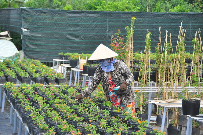Thủ phủ hoa lớn nhất miền Tây chuẩn bị gần 3 triệu giỏ hoa phục vụ Tết - ảnh 3
